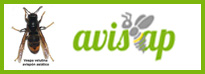 AVISOS NIDOS AVISPA ASITICA